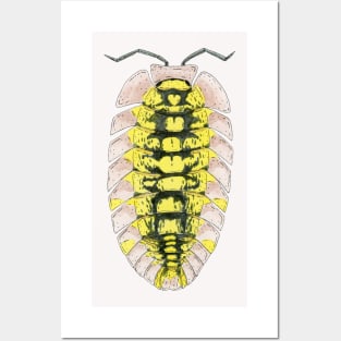 Pyrgoniscus luteus Isopod Posters and Art